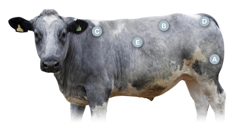 Cow showing conformation assessment points.